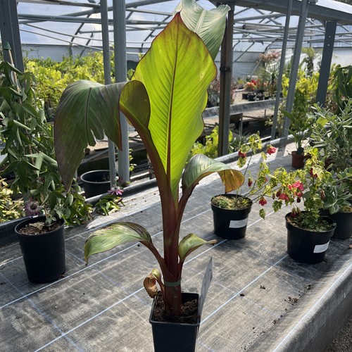 Ensete ventricosum maurellii - ensete,