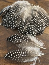 10pcs Black White Spotted Guinea Fowl Feathers 9-11cm DIY Art Craft Millinery