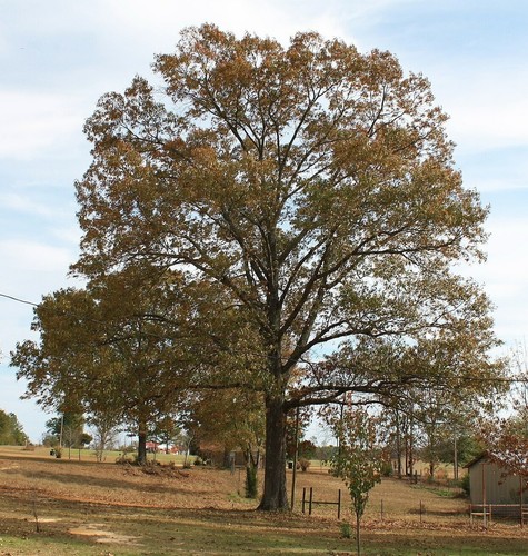 Southern red oak - 15,