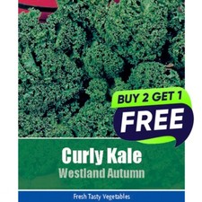 Curly Kale Westland Autumn -