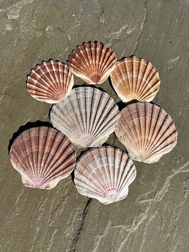 Flat natural scallop shells - natural,