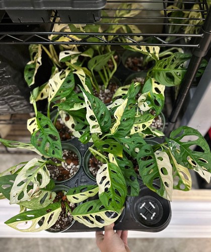 Monstera adansonii albo - monstera,