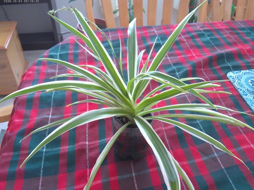 Variegated spider plant - spider, live