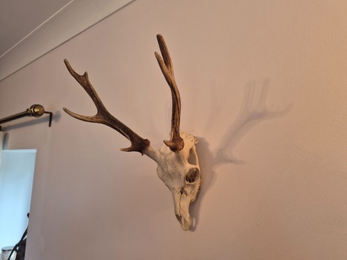 Sika deer antlers - deer, full