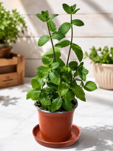 Live mint plant healthy - mint,