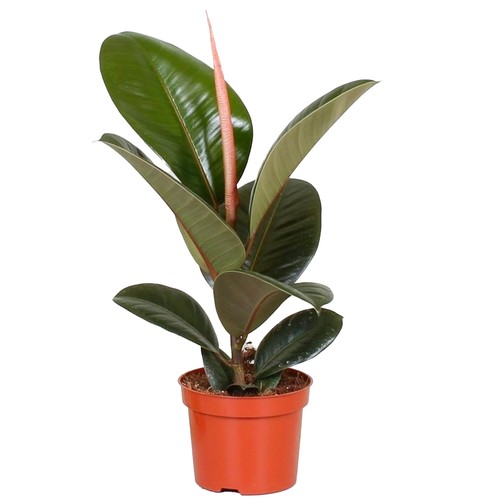 Lush ficus robusta 30 40cm - robusta, 30-40cm