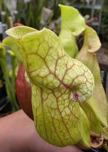 Potted sarracenia - x3, "sarracenia
