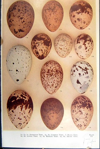 Old birds eggs raven - old,