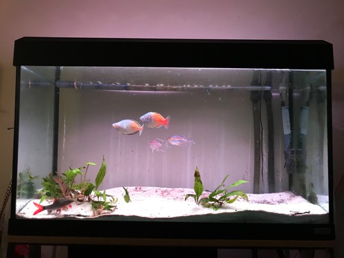 Fluval 112l aquarium including - aquarium,