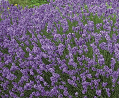 Lavender english hidcote - lavender, 'hidcote'