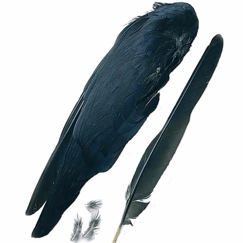 Crow wings - crow,