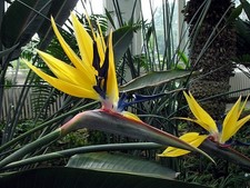 Strelitzia reginae Mandela's Gold | Plug plant | Yellow Bird Of Paradise Plant