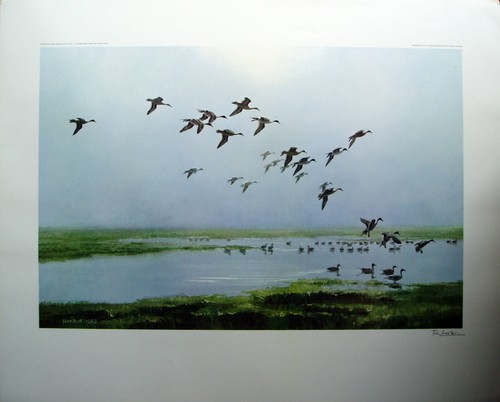 Peter scott pintails on - pintails, a