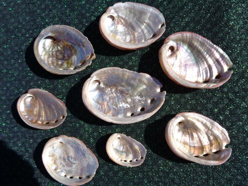 Pink abalone sea shells - 10,