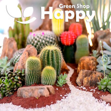 CACTI MIX - Mix of cactus