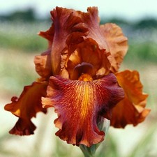 IRIS GERMANICA  -  CARNIVAL