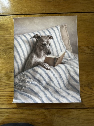 Grey whippet greyhound - greyhound, in