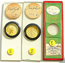 3 x ANTIQUE    MICROSCOPE SLIDES  of  ZOOPHYTES  &  POLYCISTINA