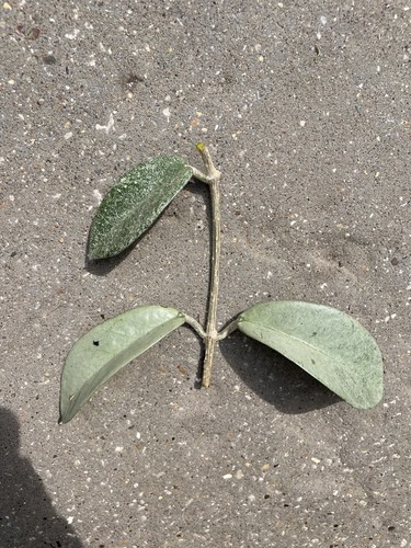 Hoya carnosa grey - ‘,