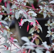 Fuchsia Plug Plants Garden