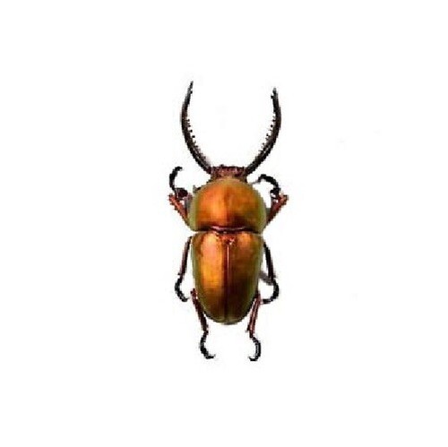 Lamprima adolphinae red form - lamprima,