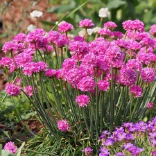 4 ARMERIA PINK Large Plug