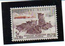 BELGIUM 1957 antartica dogs MNH** 1030