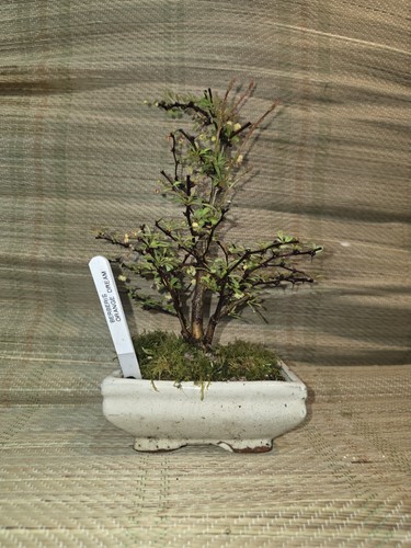 Mame shohin berberis orange - mame/shohin,