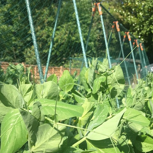 Super cloche brassica cage - super,