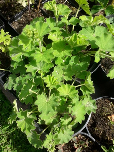 10x ladys mantle rootstocks - 10x,