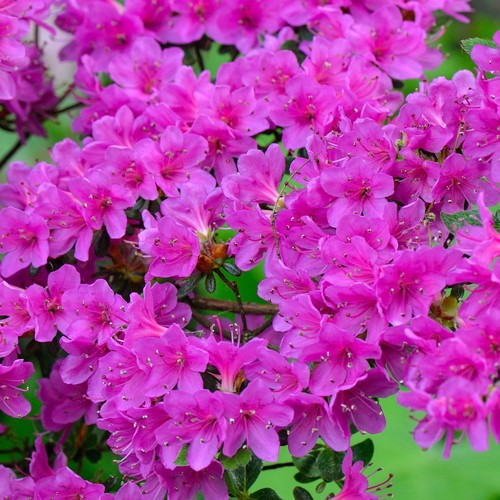 Azalea geisha purple - azalea, ‘geisha