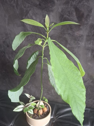 Organic avocado young - avocado,