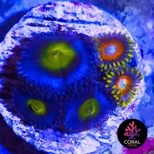 AOIs x3 & Super Saiyan x2 Heads Zoa Frag Colony *WYSIWYG*