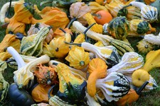 FLOWER GOURD WARTY MIXED 40 FINEST SEEDS