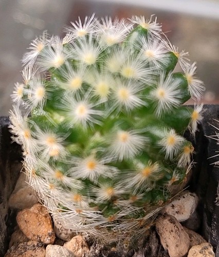 Cactus mammillaria laui 5cm - mammillaria, laui,