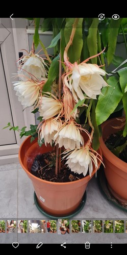 Brahma kamal queen - of, night