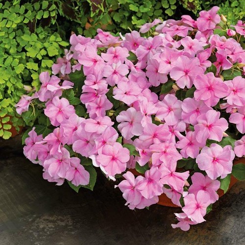 Busy lizzie pink - 25,
