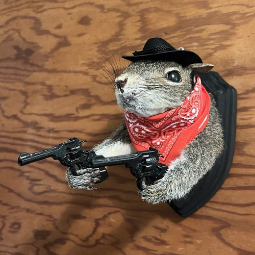 Squirrel taxidermy wall mount - squirrel,