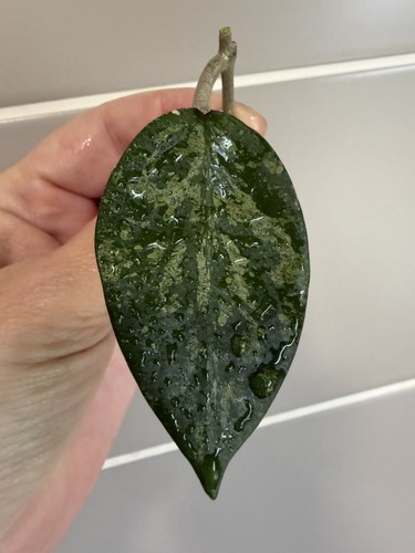 Hoya jateng leaf cutting - hoya,