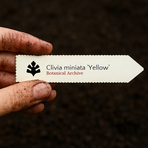 Clivia miniata yellow bush - 'yellow', |