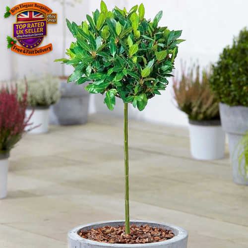 Standard kitchen bay leaf tree - standard,