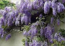 5x Mixed Large Wisteria