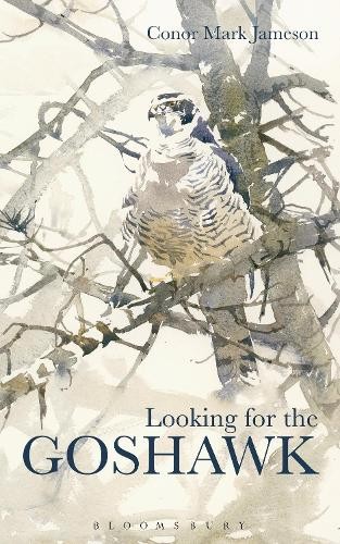 Looking for the goshawk - looking,