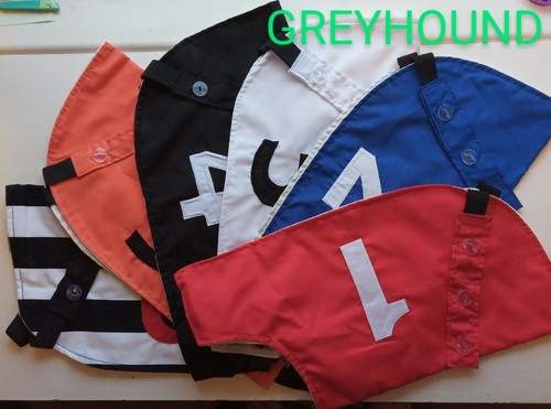 Greyhound whippet racing - greyhound,