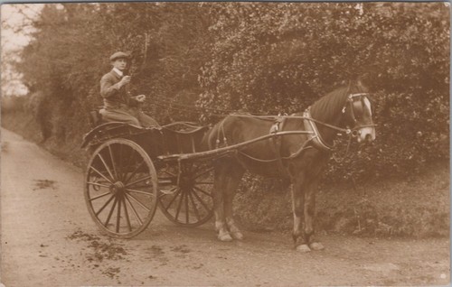 Horse transport postcard - horse,