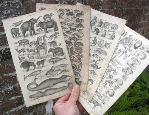 1870 mammals oliver goldsmith - oliver,