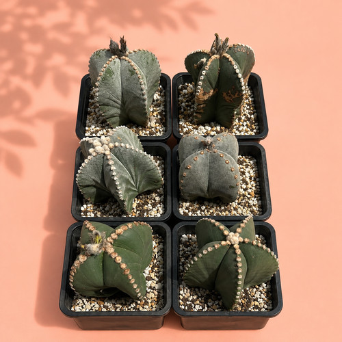 Astrophytum myriostigma cactus - myriostigma,