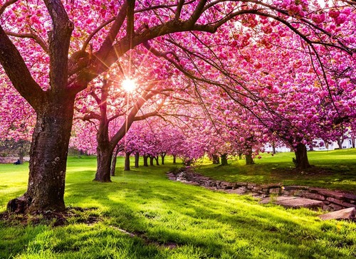 Photo wall mural - photo, tree