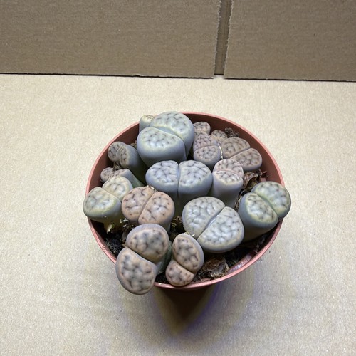 Mixed pastel lithops - mixed, group