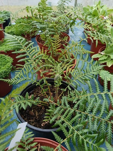 Dicksonia antarctica slow - antarctica,,